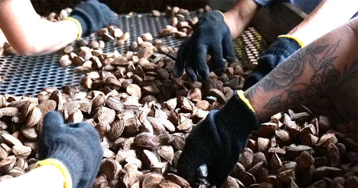 Close em castanhas sobre uma mesa de triagem com mãos de trabalhadores que selecionam os produtos. Close em castanhas sobre uma mesa de triagem com mãos de trabalhadores que selecionam os produtos.