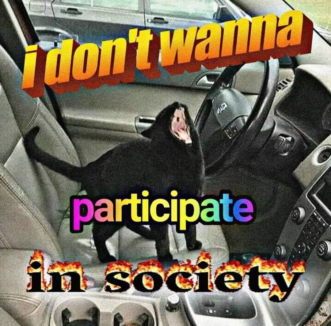 a cat stands in a car screaming covered with corny powerpoint text reading "I don't wanna participate in society"