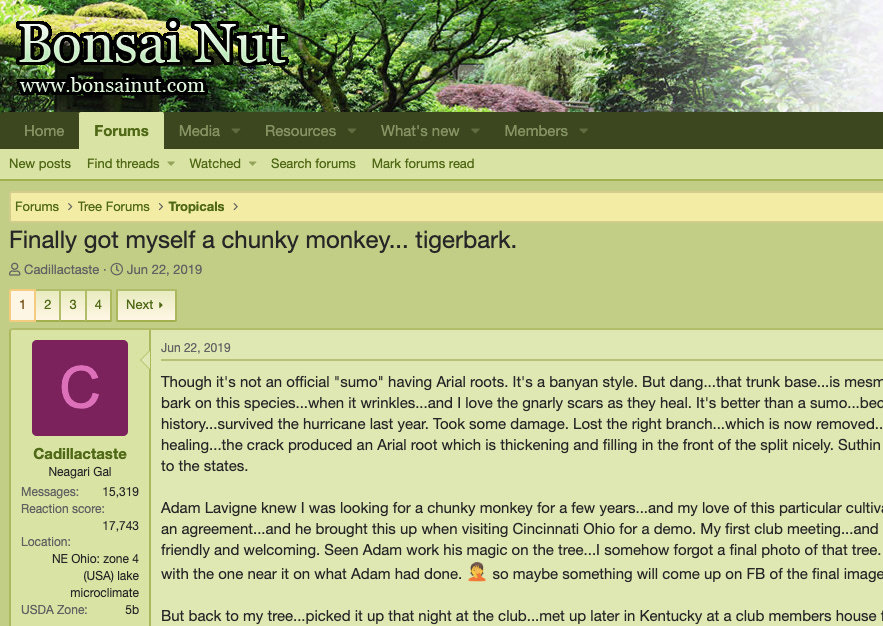 ID: Screenshot from the Bonsai Nut forum thread titled, "Finally got myself a chunky monkey tiger bark. ID: Screenshot from the Bonsai Nut forum thread titled, "Finally got myself a chunky monkey tiger bark.
