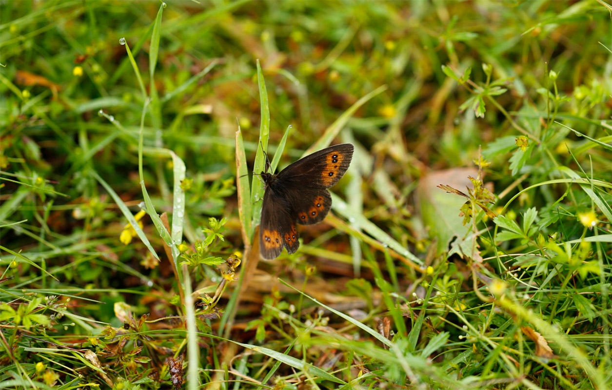 A brown and orange Scotch Argus (Erebia aethiops) butterfly rests with open wings on green grass