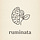 ruminata