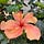enter the hibiscus