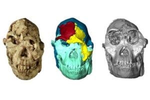 The digital reconstruction of the iconic fossil, Little Foot, reveals unexpected similarities with Ethiopian specimens, contributing to debates on early hominin relationships. The digital reconstruction of the iconic fossil, Little Foot, reveals unexpected similarities with Ethiopian specimens, contributing to debates on early hominin relationships.