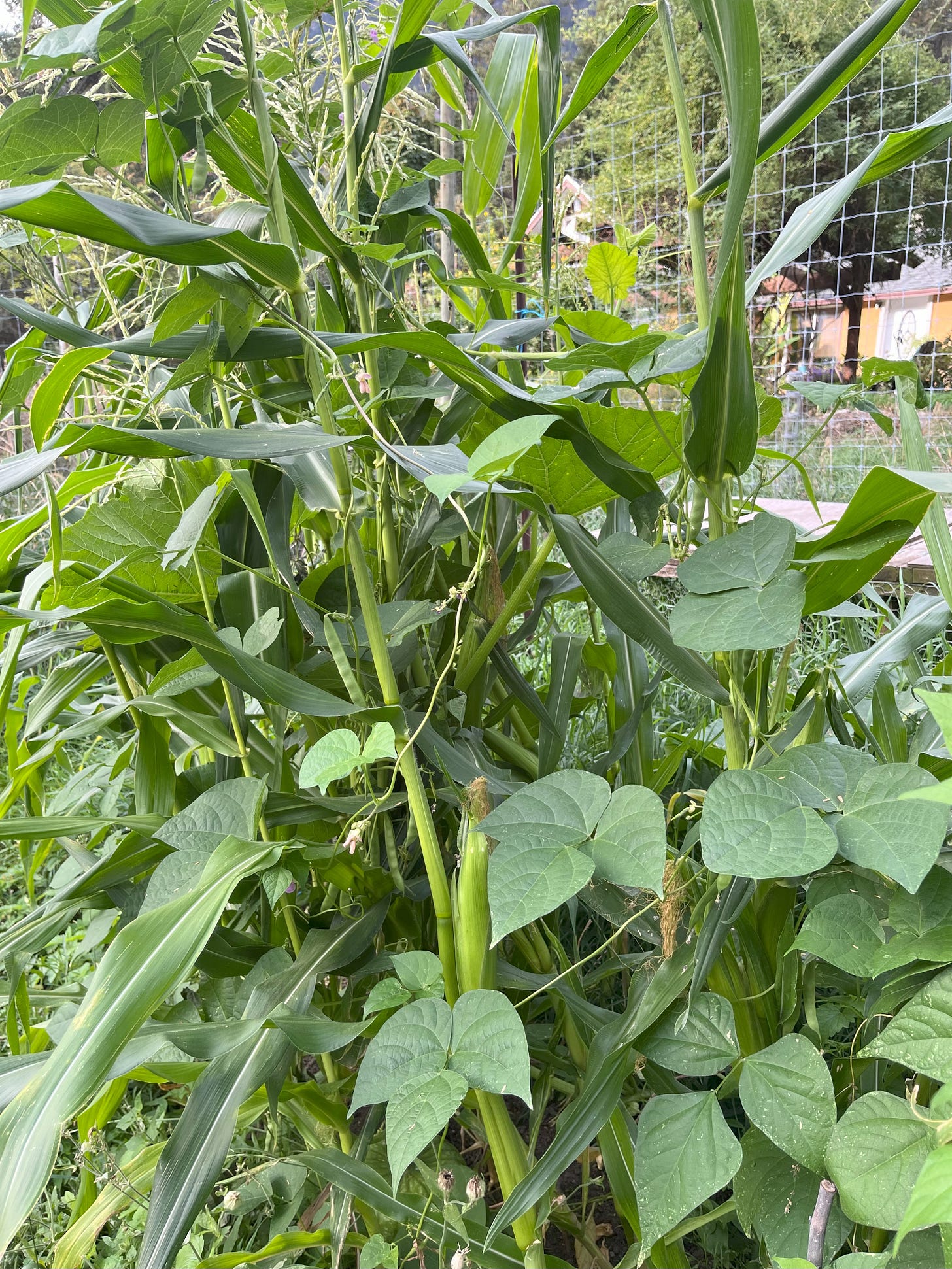 3 sisters planting of corn, beans and pumpkin