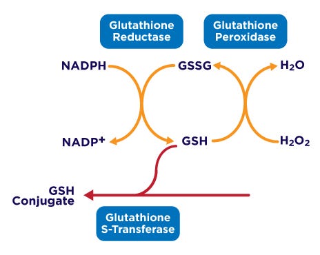 Simplify your Glutathione Measurements – Arbor Assays