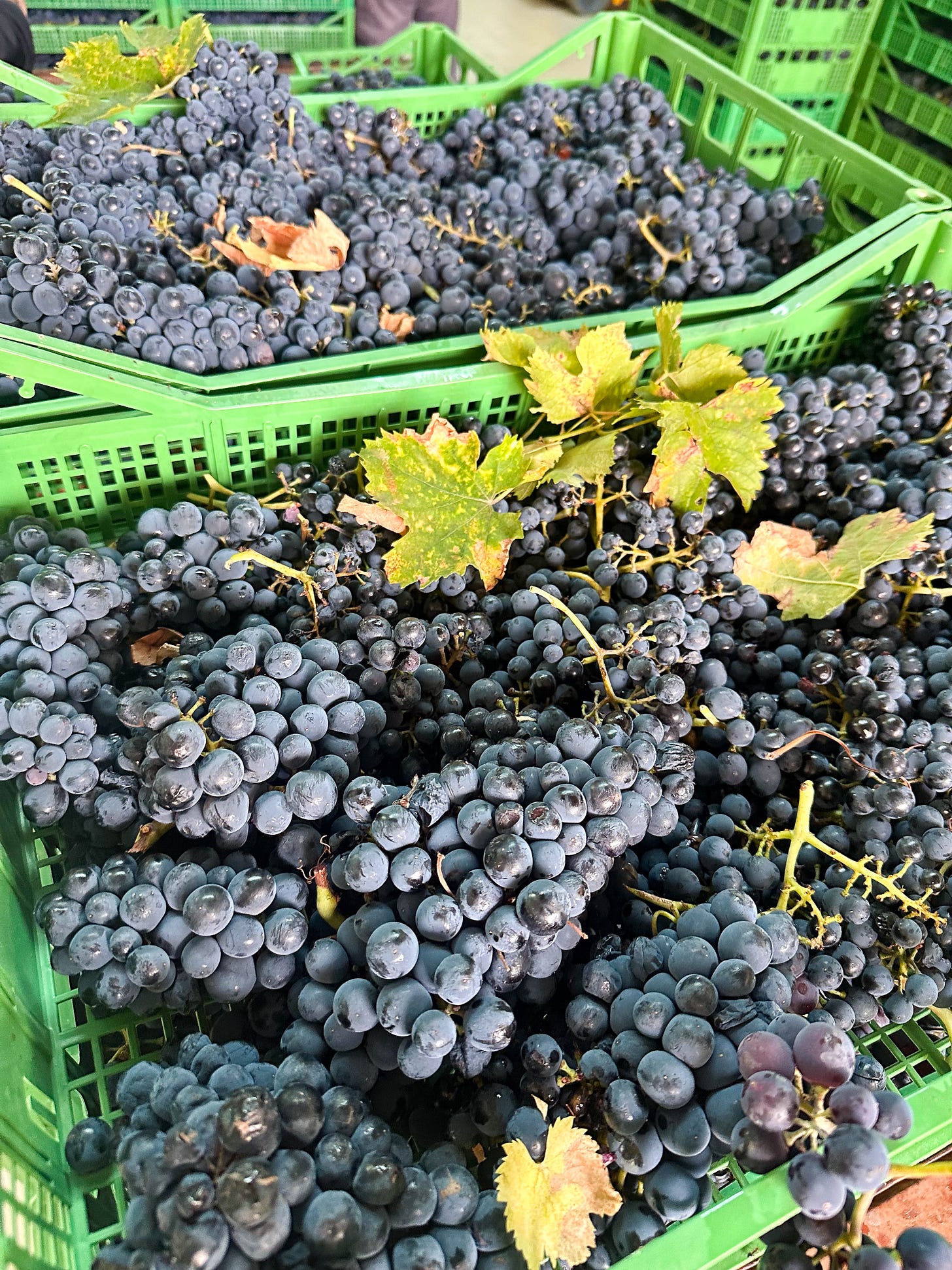 Montepulciano d'Abruzzo grapes