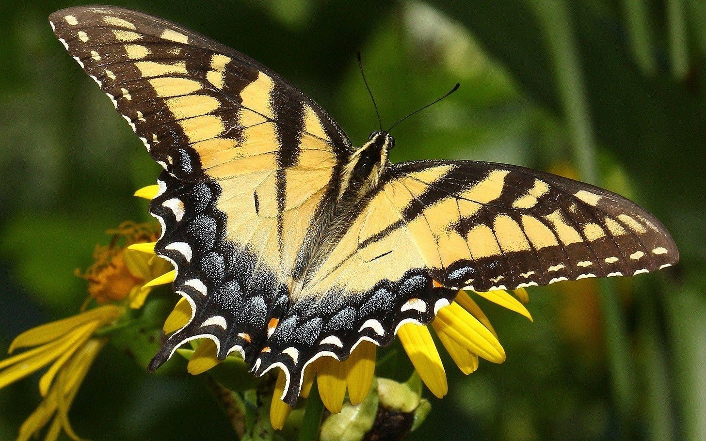 Monarch Butterfly Wallpapers - Wallpaper Cave