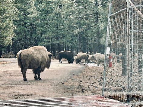 bear, bison, trail