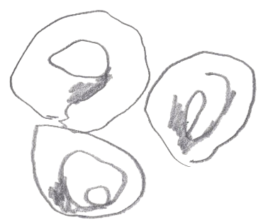 Hand drawn tortellini by Amber Vittoria. Hand drawn tortellini by Amber Vittoria.