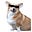 anon_royal_dog's avatar