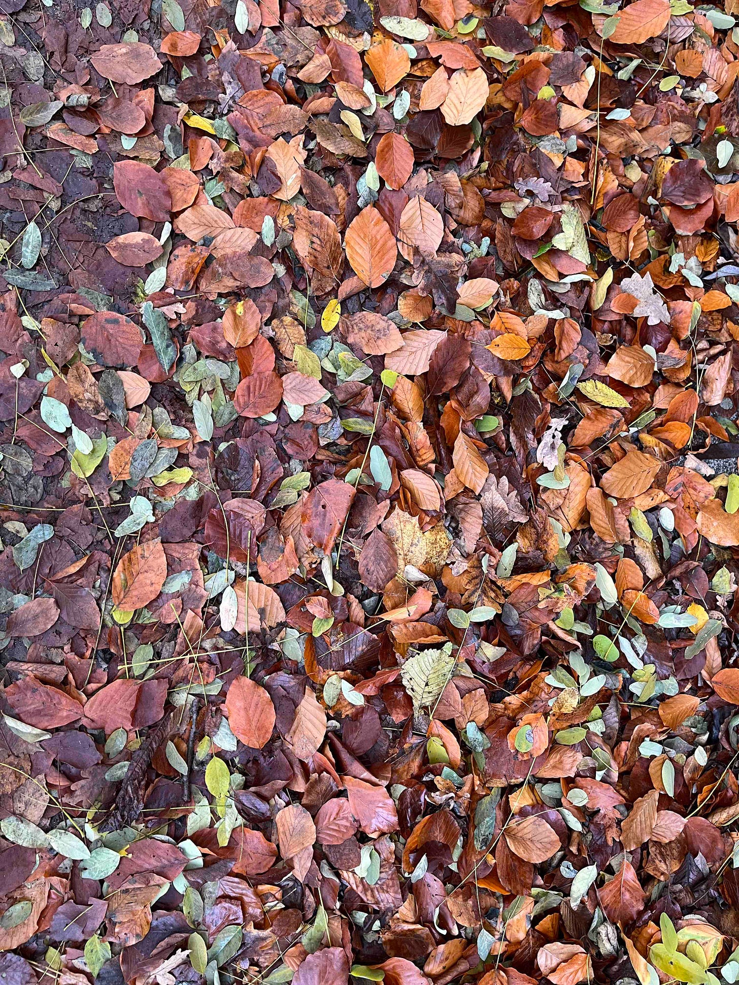 Leaves in Treptower Park