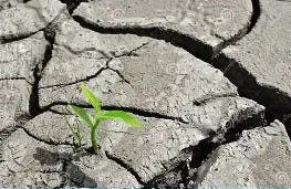 Image result for green shoots coming up out of dry ground