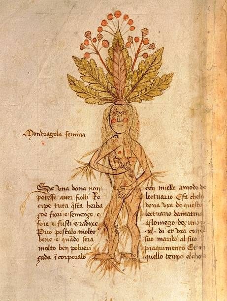 This contains: Manuscript, Italy, 15th century. Herbal from Trento. Plate: Mandragola Femina - Mandrake (Mandragora). It helps to fight infertility and to conceive baby girls. Manuscript 1591, folio 11, verso. Herbal with dedication to Saint Mark.
