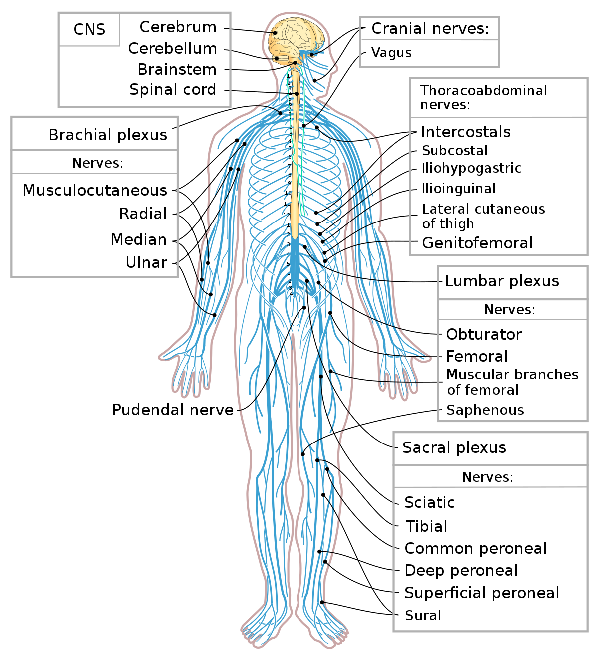 Peripheral nervous system - Wikipedia
