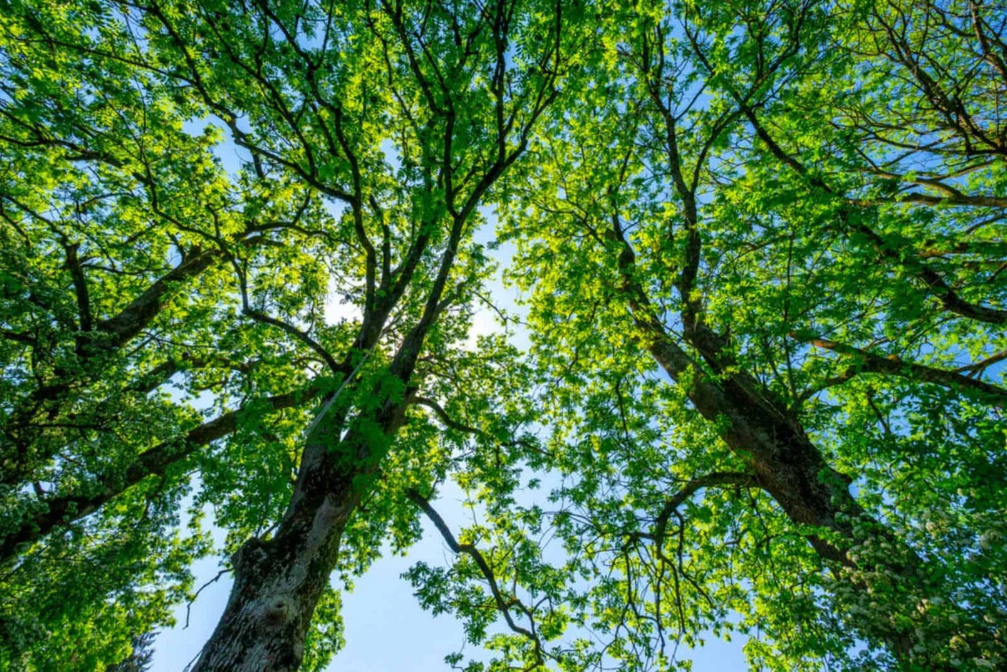 Looking up to the sky through an ash tree