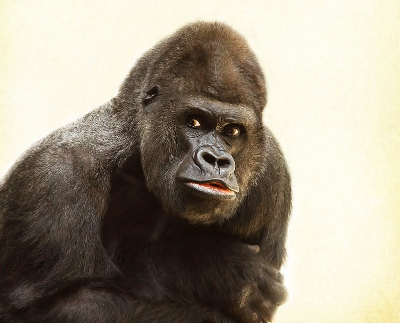 gorilla-silverback-animal-silvery-grey-39571 gorilla-silverback-animal-silvery-grey-39571