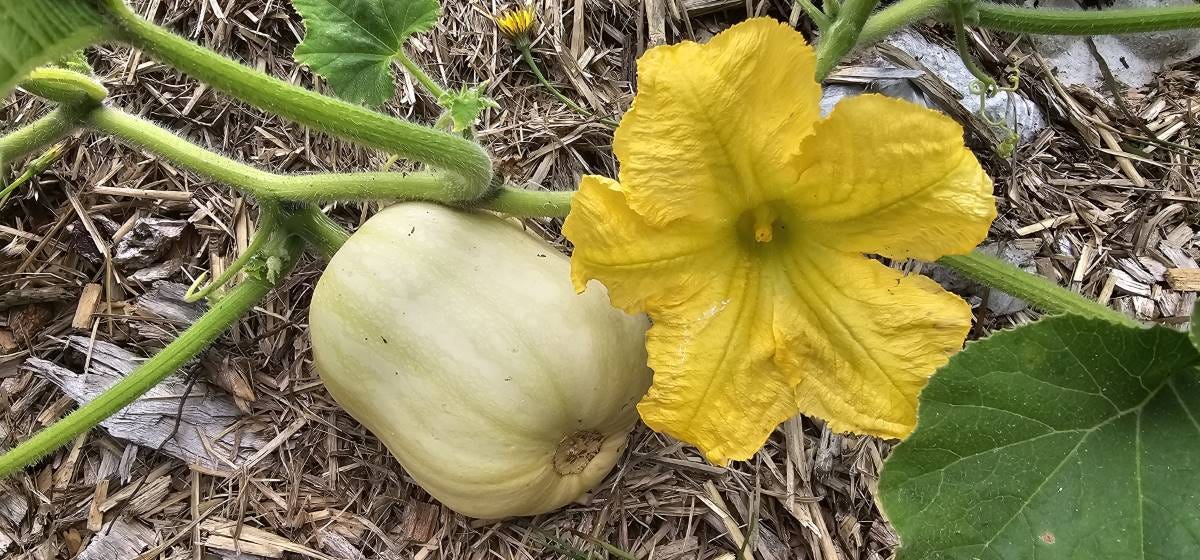 pumpkin at catholic community farm