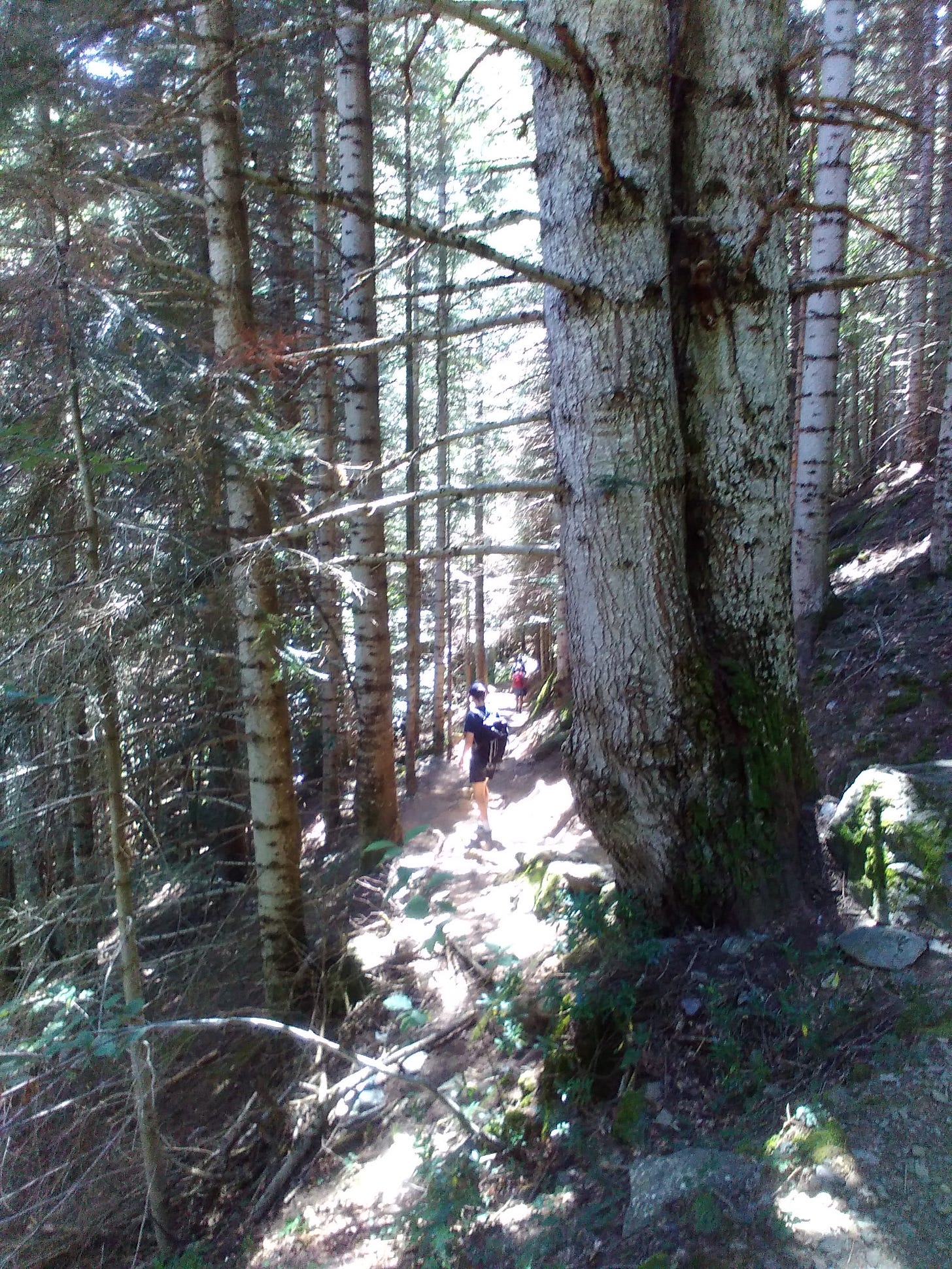 Figures hike on a tree-lined path