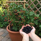 Planting Berries in Pots: The Backyard Gardener’s Guide to Big Harvests in Small Spaces