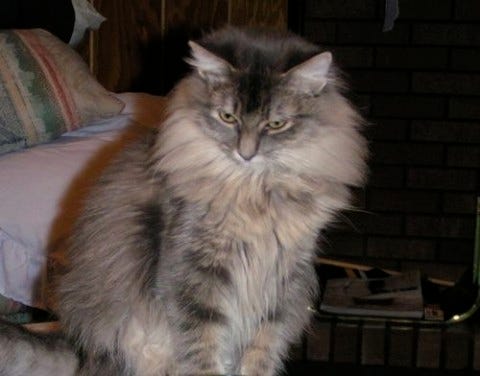 Kali_Disgusted_Chylothorax_in_Cats Kali_Disgusted_Chylothorax_in_Cats