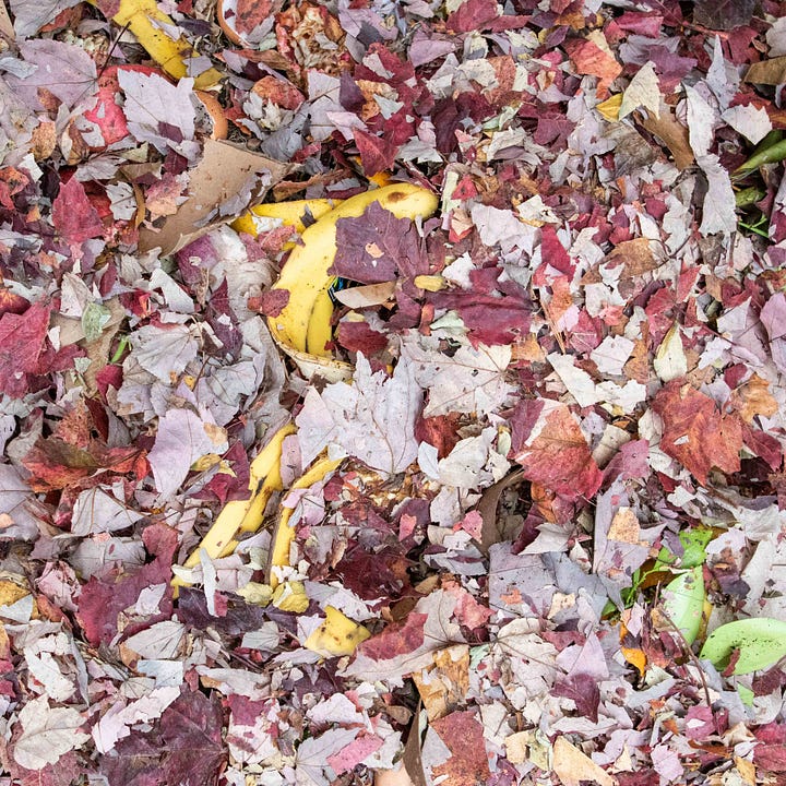 Diptych. Banana Peels in Compost.