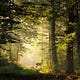 Alone in Walden