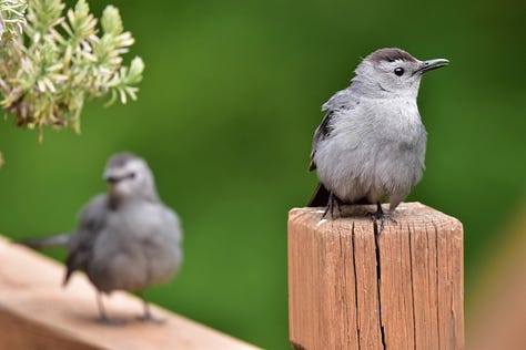 Picture of blue jay on a shag bark tree; two cat birds, one on a porch railing, another watching from behind, blurred; red-bellied woodpecker with its ear agains the trunk of a tree; close up of a bee with pollen all over its legs and body; close up of a bloom with closed buds in the middle and open buds on the outside; close up of a bee on a bright pink flower.