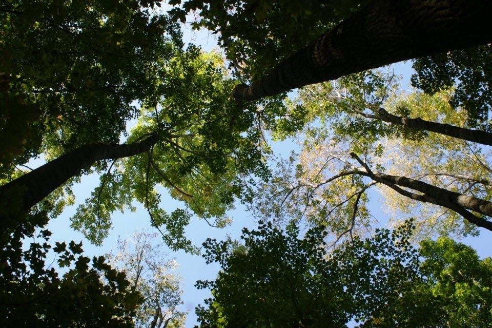 A picture containing plant, outdoor, sky, tree

Description automatically generated