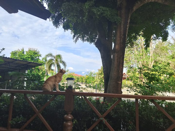 Outdoor writing space in northern Thailand with Tucker the cat perched on a porch railing overlooking lush tropical greenery and mountains.