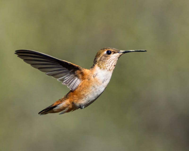 20250901-MaderaCanyon-265-Edit.jpg 20250901-MaderaCanyon-265-Edit.jpg