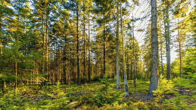 The first EU wide sustainability criteria for forest biomass must reach the  market – EURACTIV.com