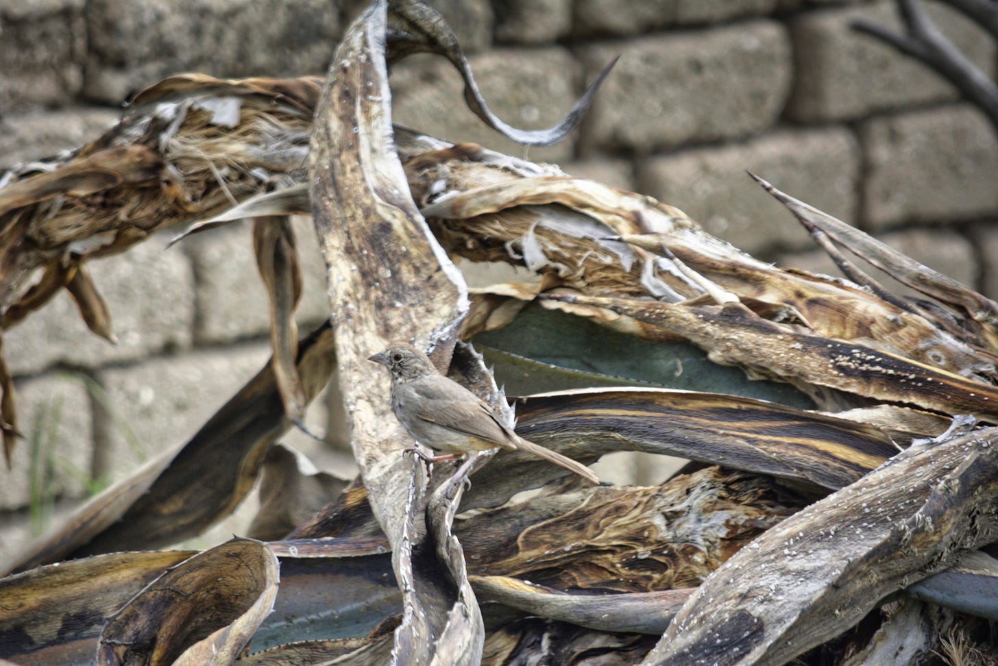 hidden within the background of a grey brick wall and dead palm fronds sits a small grey sparrow giving a lesson on humility
