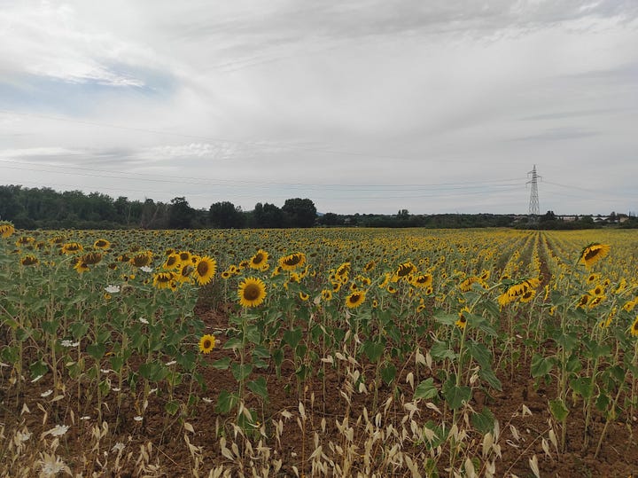 via francigena 2021. girasoli e panorama toscani