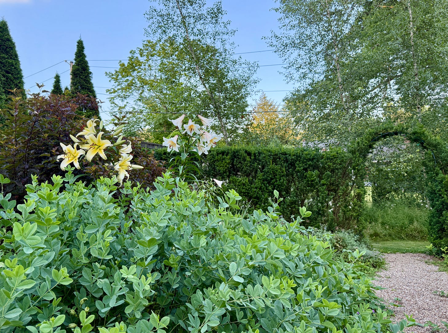 Nice to see some towering lilies, Madonna and Honeymoon, above the glaucus Baptisia foliage and against the yew hedge. 
