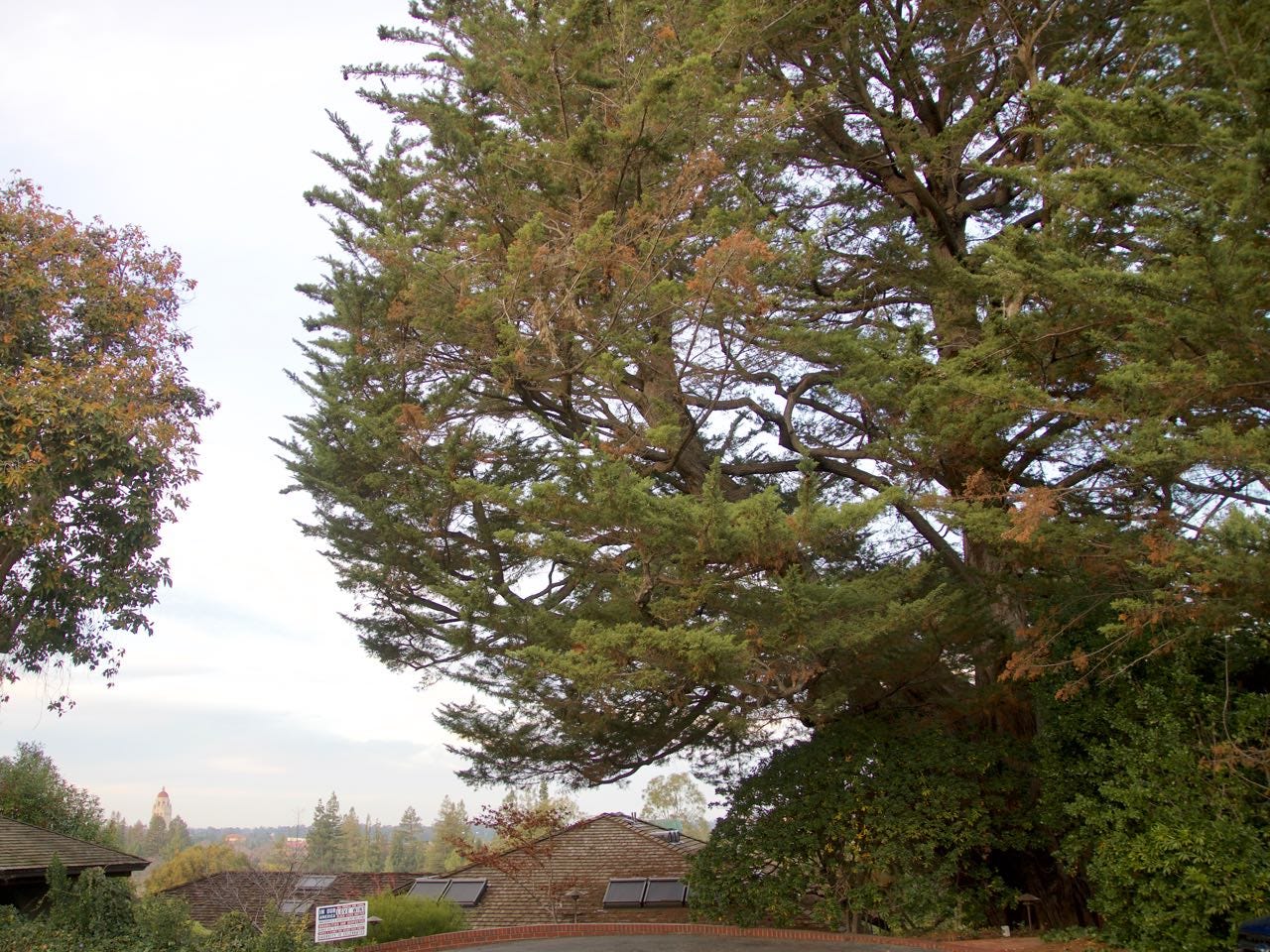 Monterey cypress overlooking Stanford's campus Monterey cypress overlooking Stanford's campus