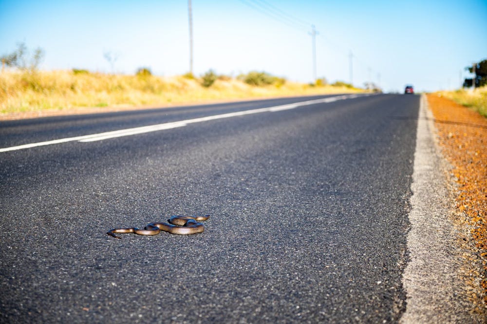 A small snake on the asphalt road on a sunny day in summer with a car driving away in the distance A small snake on the asphalt road on a sunny day in summer with a car driving away in the distance