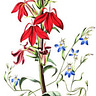 Judson Carroll, Master Herbalist