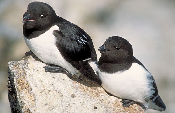 Dovekie, Alle alle Dovekie, Alle alle