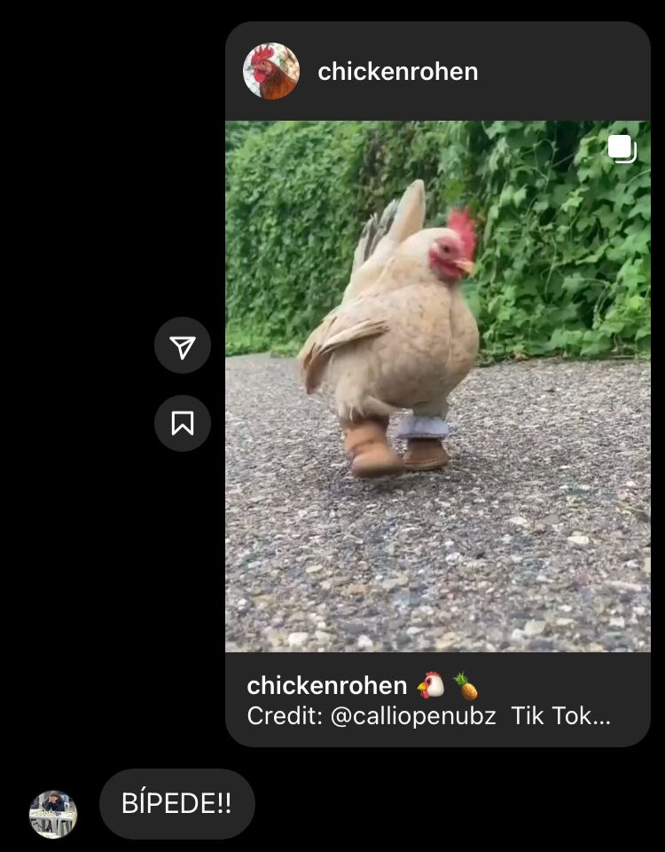 print de uma conversa de instagram. mandei um vídeo de uma galinha de bota ugg da @chickenrohen e minha amiga me respondeu BÍPEDE!!!!