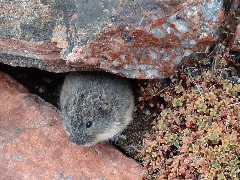 File:Lemmus trimucronatus 85585318 (cropped).jpg