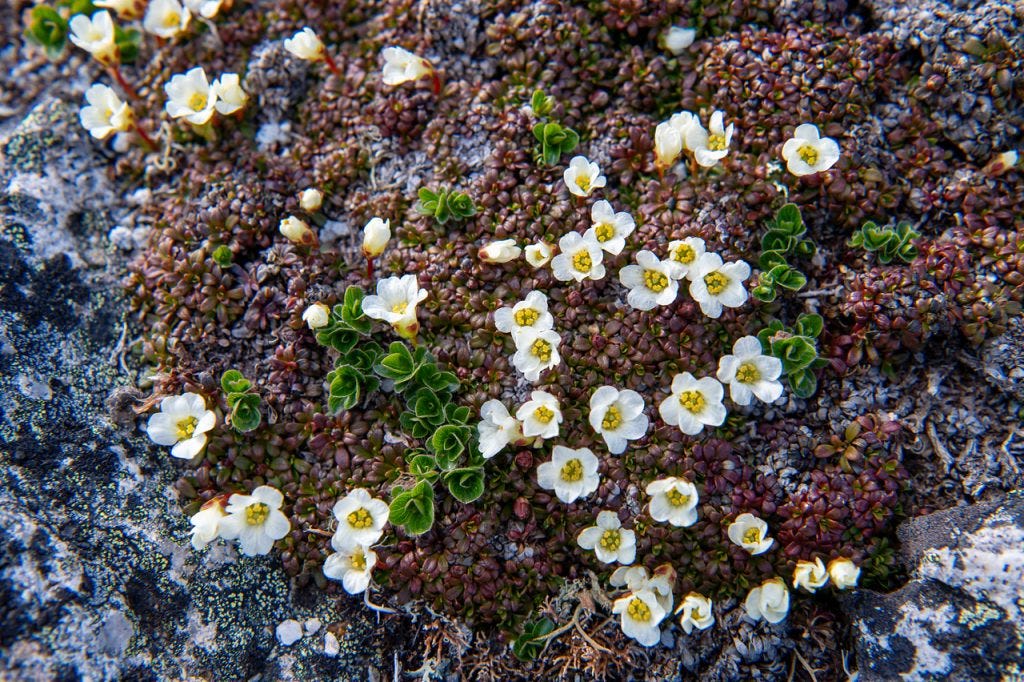 An overhead close view of a low cushion of tiny reddish and green leaves studded with many small white five-petaled flowers with yellow centers, spread over pale lichen-blotched rock.