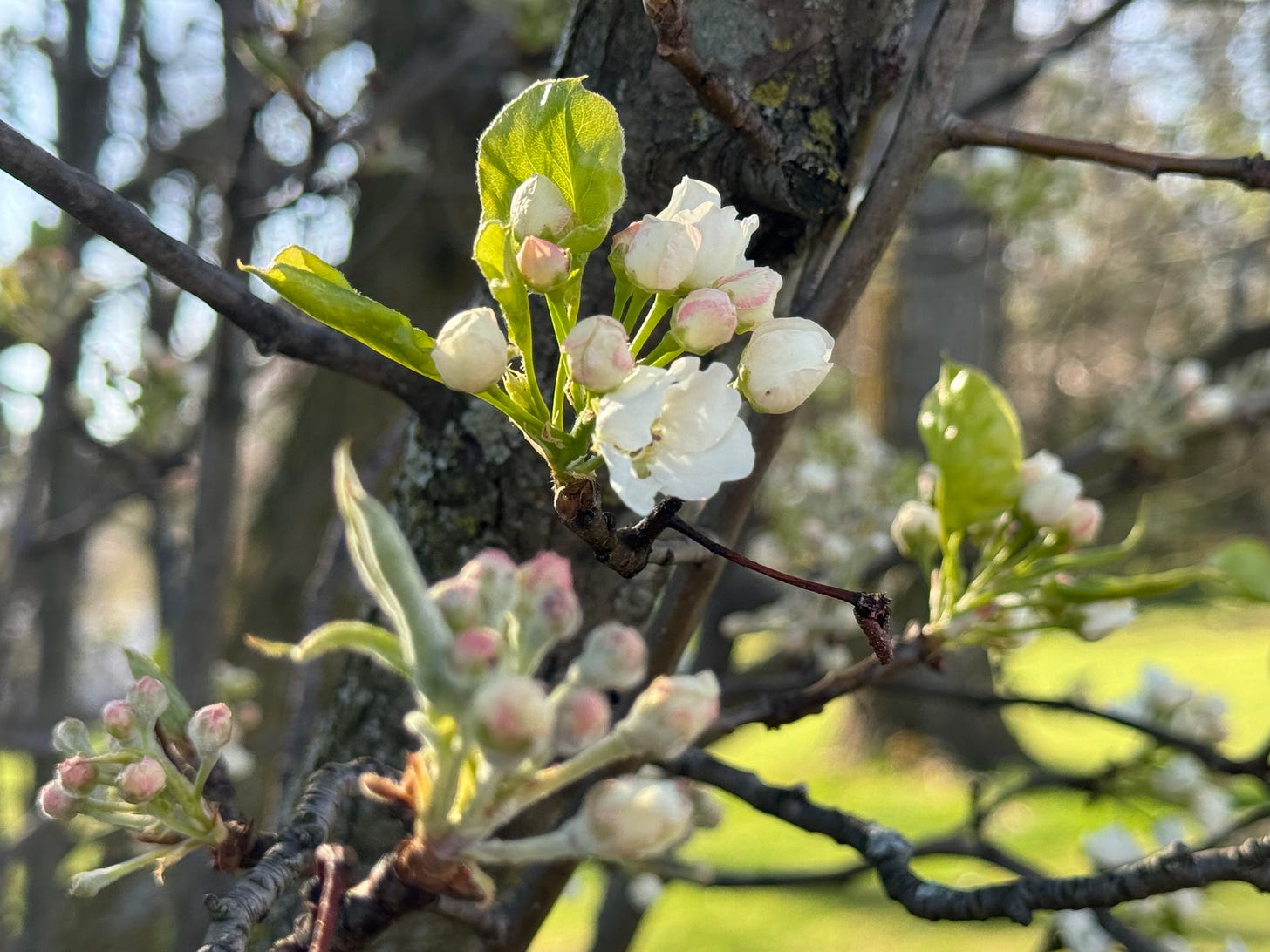 white flower buds on a tree starting to open representing the start of springtime