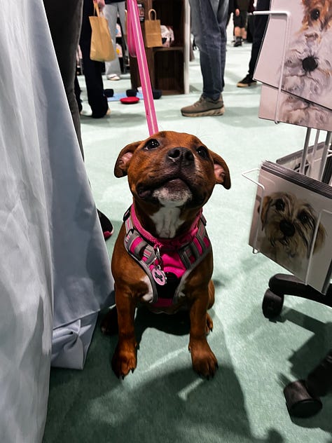photographs of dogs at a dog show