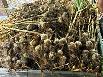 A pile of garlic in a container

AI-generated content may be incorrect.