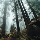 Mill Valley Cited for Excessive Leafiness