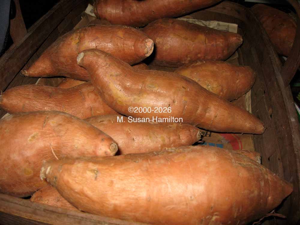Sweet potatoes