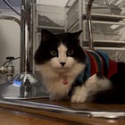 Contrarian Pet of the Week