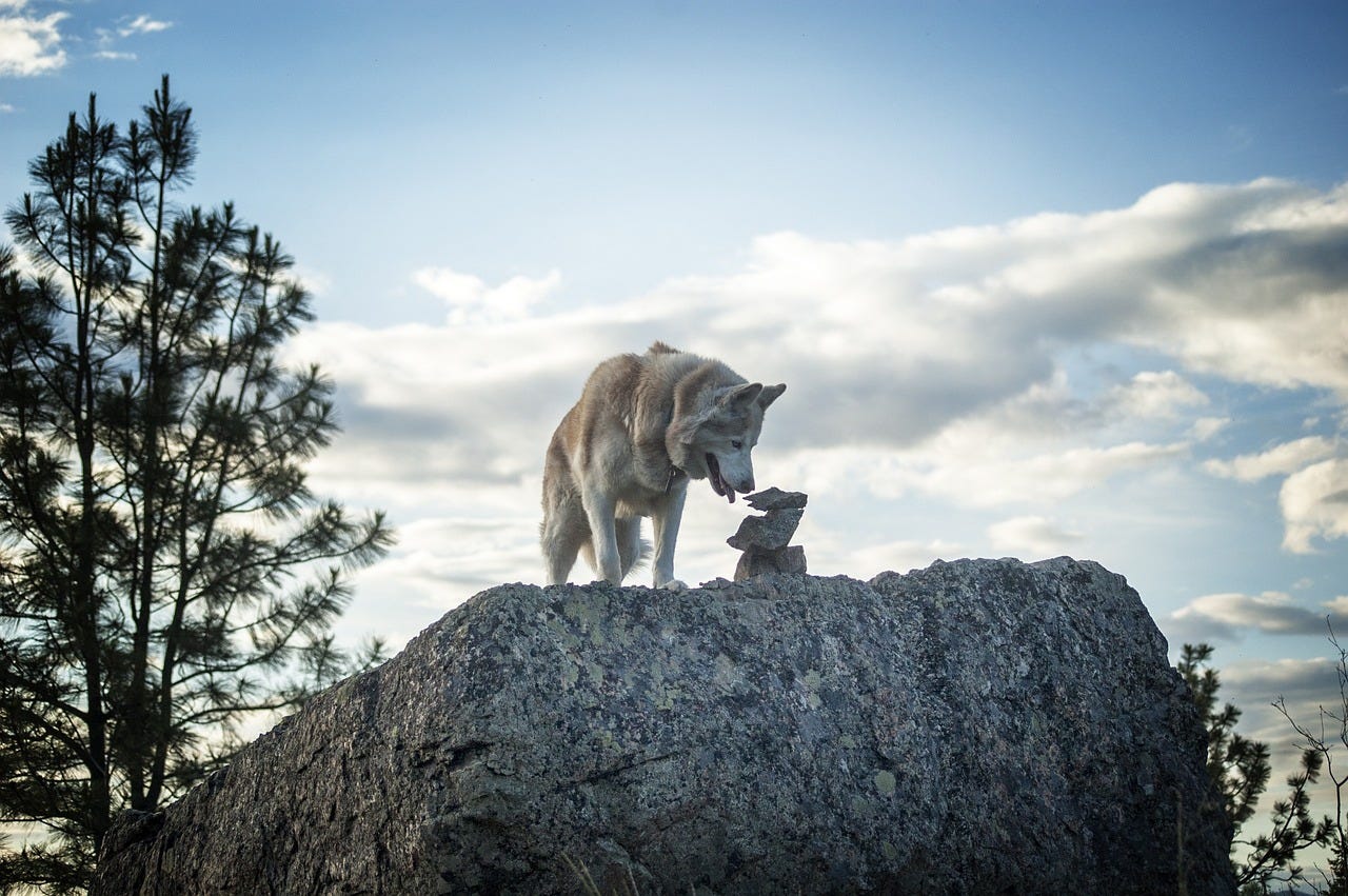 A Siberian husky stands atop a large rock, sniffing a smaller rock formation. In the background are pine trees and a blue sky with a few clouds.