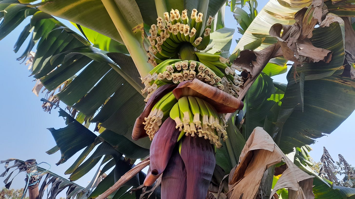 Cacho de bananas ainda bem verdes e pequenas com algumas abelhas nas pontas fazendo polinização. Cacho de bananas ainda bem verdes e pequenas com algumas abelhas nas pontas fazendo polinização.