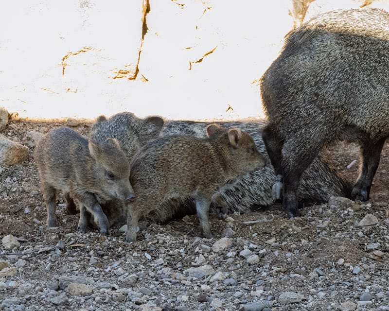 20251207-MBYJavelina-37-Edit.jpg 20251207-MBYJavelina-37-Edit.jpg